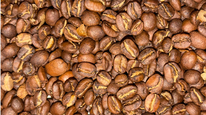 Wander [Friends & Family]